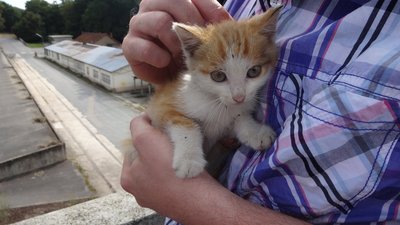 loire_cat1.jpg