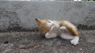 loire_cat2.jpg
