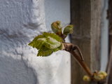 P1000209.JPG