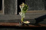 IMG_2979.JPG