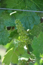 Weinblüte Rheingau 14.Juni 2017.png