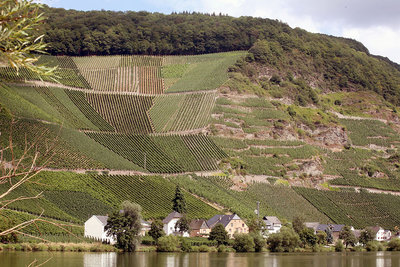 3 Mosel - Piesporter Goldtropfchen.jpg