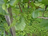 ernte 2011 001.jpg