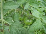 ernte 2011 002.jpg