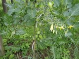 ernte 2011 003.jpg