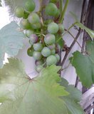 Muskat 22 07 11.JPG