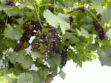 Regent.gif