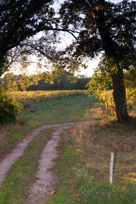 211023-1165_Enclos-28.JPG (1.8 MiB) 1762 mal betrachtet Der Enclos in der Abendsonne gestern