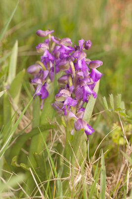 Orchis morio / Kleines Knabenkraut