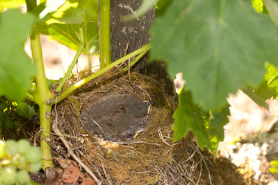 Stieglitzküken im Nest