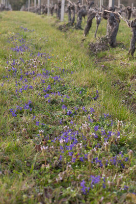 Veilchen / Viola