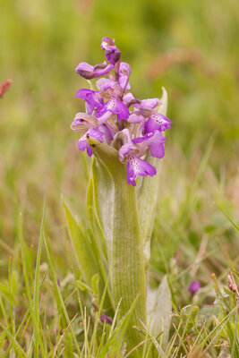 Kleines Knabenkraut / Orchis morio