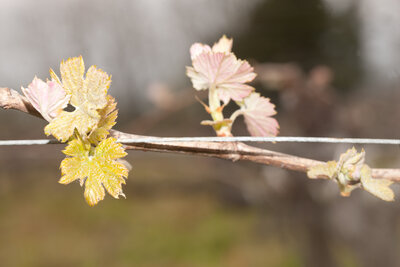 Merlot Austrieb