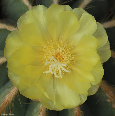 Eriocactus_magnificus_[3].JPG