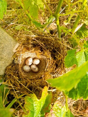 Nest