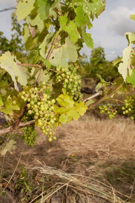 Cabernet Sauvignon