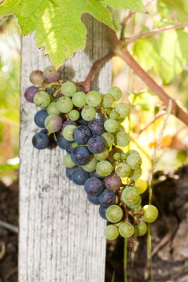 240811-1307_véraison.JPG (1.21 MiB) 2872 mal betrachtet Véraison Cabernet Sauvignon