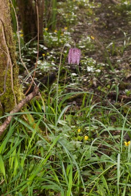 250323-1324_Fritillaria meleagris.JPG