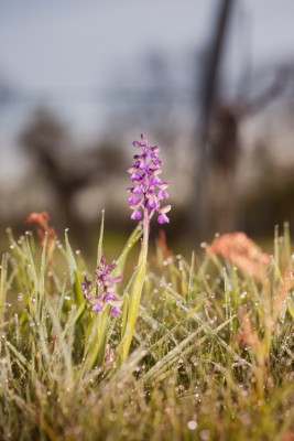 250330-1327_Orchis morrio-19.JPG