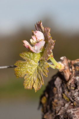 250330-1328_Merlot.JPG