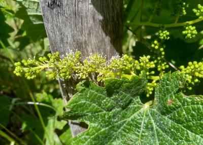 250518_143324 Merlot Blüte.JPG