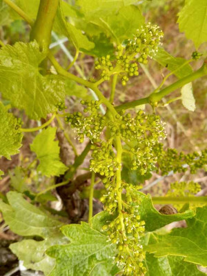 20260509_floraison Merlot Broustail.JPG