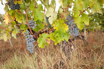 260821-1377_Cabernet Enclos.JPG