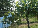 1.Weinpflanze