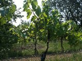 2.Weinpflanze