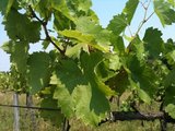 3.Weinpflanze