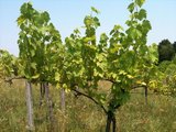 4.Weinpflanze