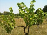 6.Weinpflanze