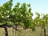 7.Weinpflanze