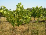 10. Weinpflanze