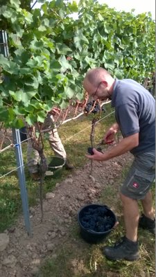 WP_20160917_003.jpg (493.28 KiB) 4214 mal betrachtet Der Chef bei der Arbeit.