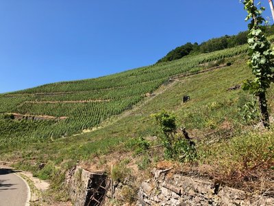 Die Weinlage &quot;Trarbacher Hühnerberg&quot;