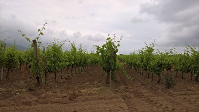 WP_20180528_15_02_52_Rich.jpg (4.84 MiB) 4109 mal betrachtet Reben - Clos Canarelli - Mai 2018