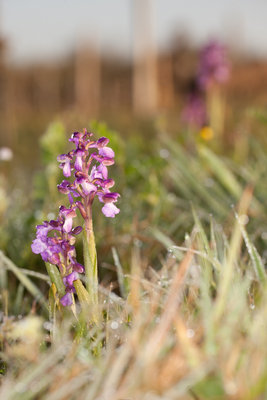 200321-1104_Orchis morio-9.JPG