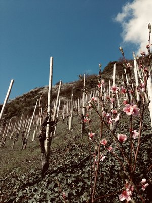 Frühjahr im Häs‘chen
