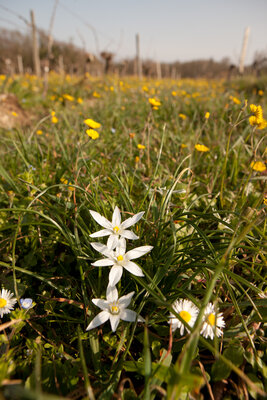 210303-1130_Vegetation_Le Reysse-3.JPG