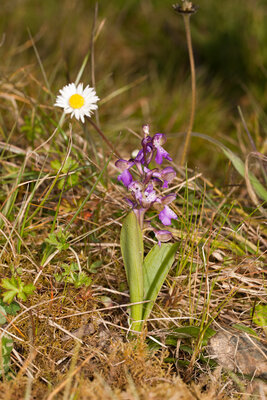 210322-1132_Orchis morio Enclos-3.JPG