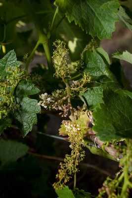 210615-1152_Mildiou sur grappe controle-5.JPG (747.75 KiB) 1950 mal betrachtet Mildiou sur grappe