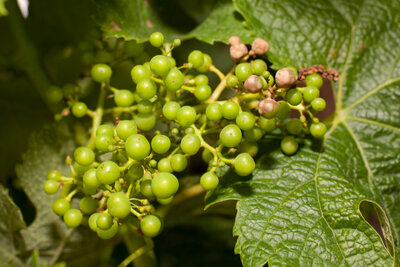 210623-1153_black rot contole-4.JPG (744.33 KiB) 1775 mal betrachtet Schwarzfäule