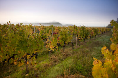 Cabernet Sauvignon