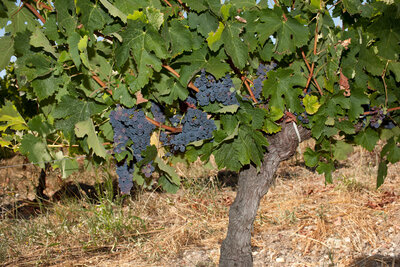 Merlot Traubenfärbung/Véraison