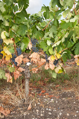 Trockenstress junger Merlots