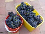 wein11a.jpg
