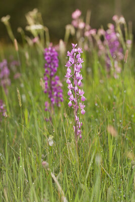 Orchis laxiflora / Lockerblütiges Knabenkraut