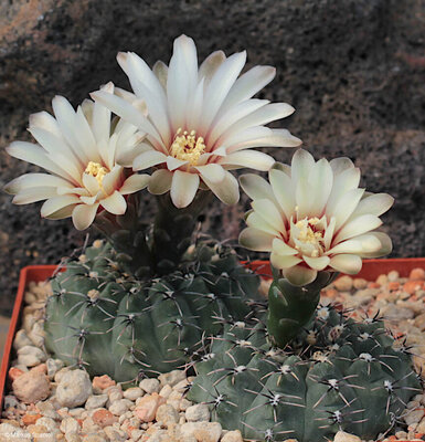 VoS_10-632_Gymnocalycium_quehlianum_var._kleinianum.JPG