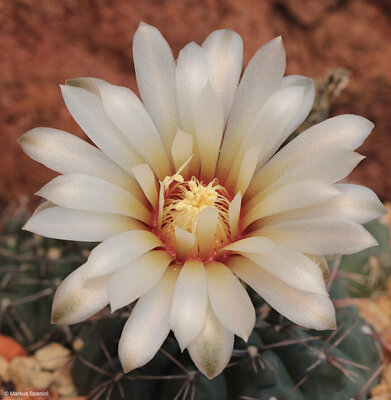 VoS_10-810_Gymnocalycium_frankianum_aff._[2].JPG